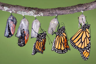 A jade-green Monarch chrysalis hanging from a twig, the pupa stage of butterfly metamorphosis