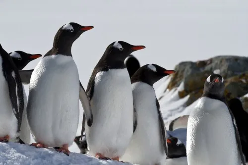 Gentoo penguins waddling across Antarctic snow
