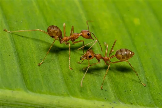 Fire ants massed on a surface, showing their dark-red bodies and brownish abdomens