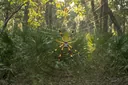Banana Spiders