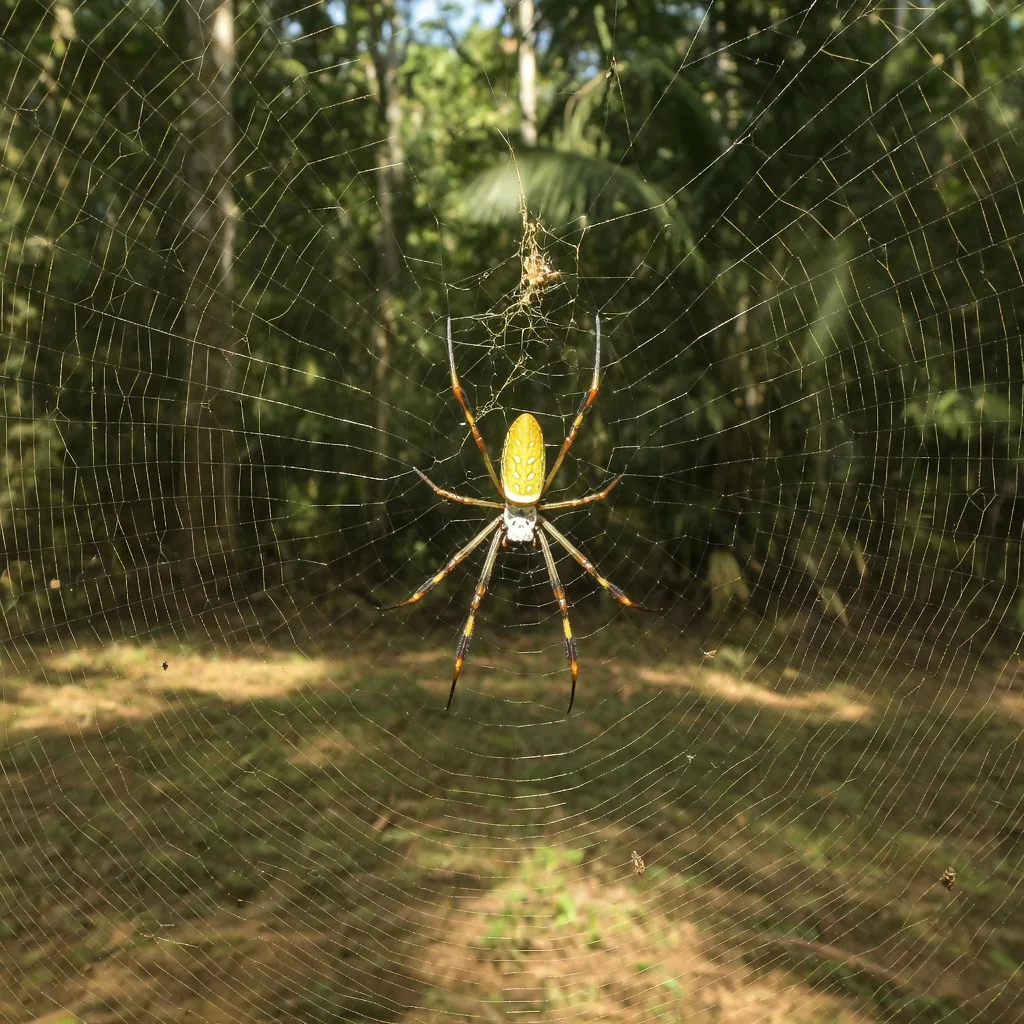 A luxurious golden-amber spider silk shawl displayed in a museum gallery, showing the extraordinary luminous quality of Nephila silk