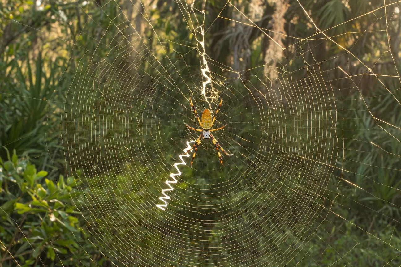 Macro photograph of a golden orb-weaver banana spider web showing the zigzag stabilimentum pattern, golden silk threads sparkling with dewdrops in morning sunlight