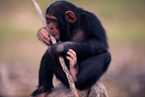 Chimpanzee using a tool