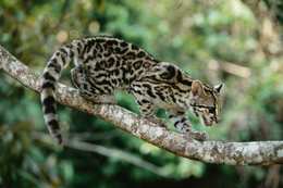 Margay wild cat resting on a rainforest branch