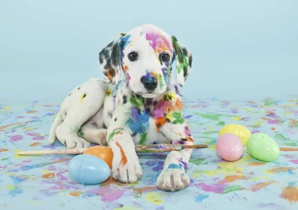 Dalmatian puppy