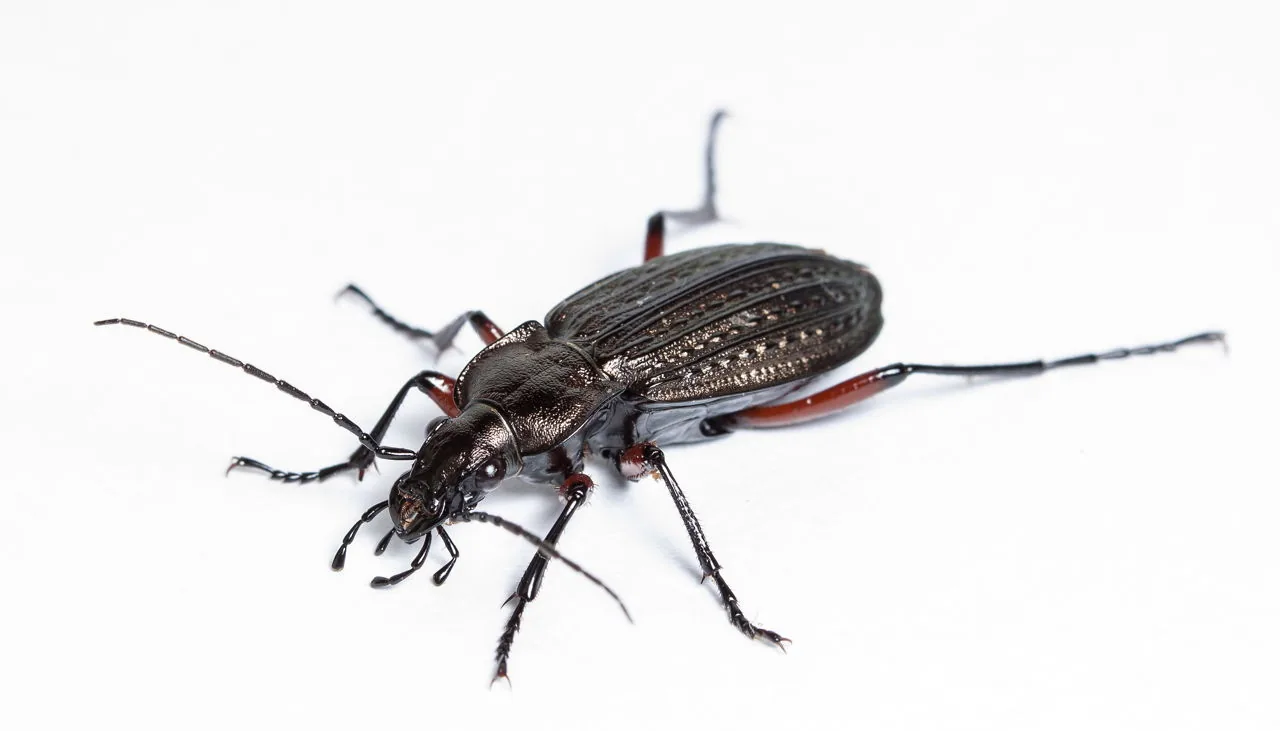 Ground beetle on soil