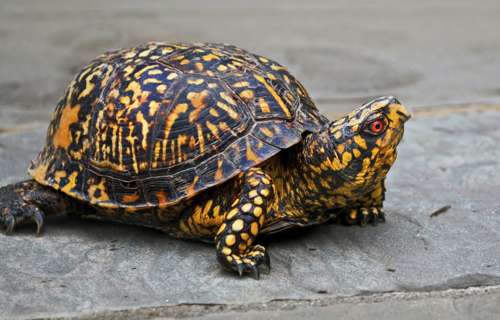 Common box turtle sitting on a rock