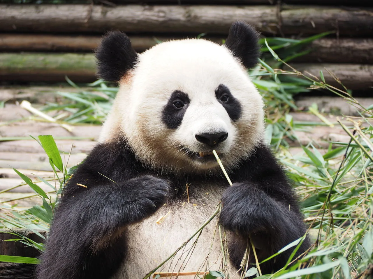 Giant panda eating bamboo in its mountain forest habitat