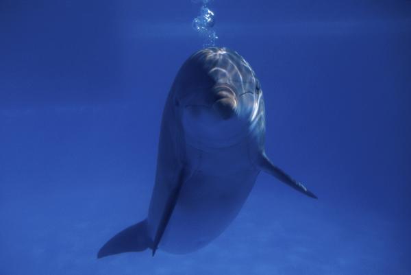 A bottlenose dolphin leaping from the ocean, its cerebral cortex and frontal lobe are about 40% bigger than a human's