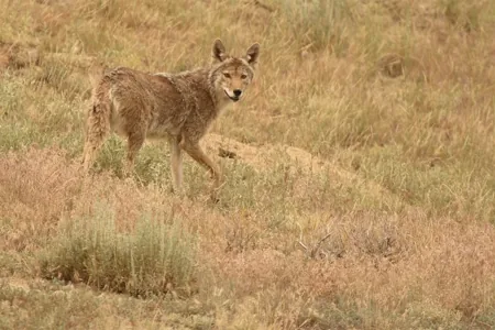 Eastern coyote in brown grass
