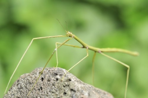 Walking stick insect on a rock