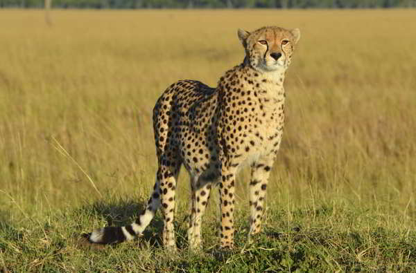 Cheetah of the Serengeti