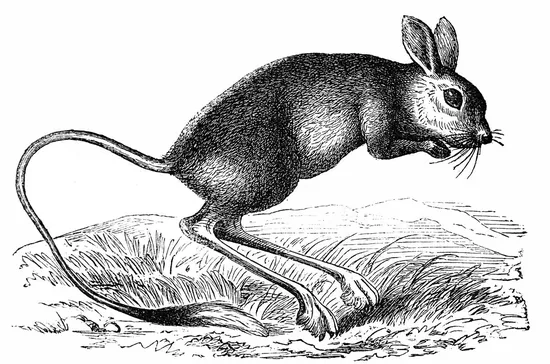 Jerboa