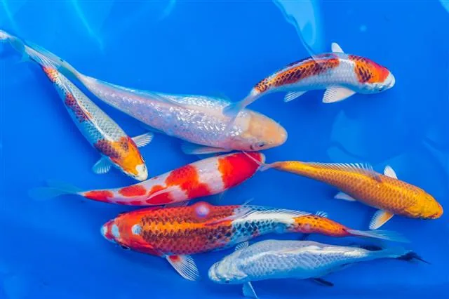 Orange and white koi fish swimming in a garden pond