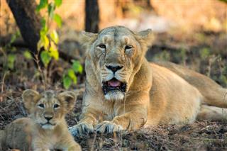 A lioness resting with her young cub