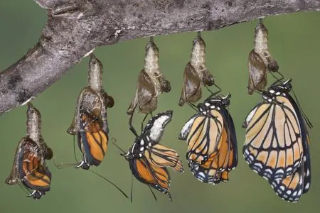 An adult butterfly with wings fully spread, showing vivid wing patterns