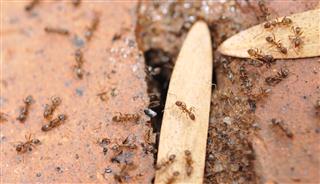 A group of Argentine ants, small dark insects moving in close formation