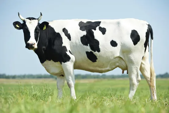 Black-and-white dairy cow