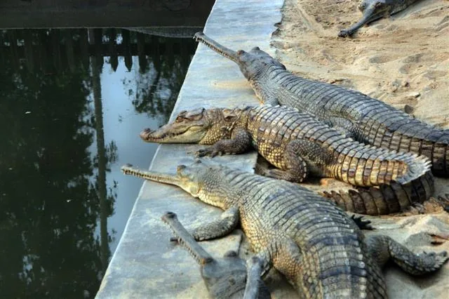 Gharial crocodile at Chitwan National Park