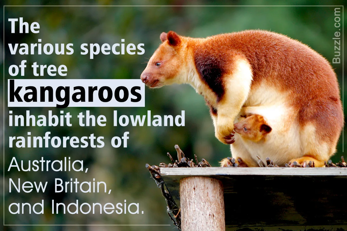 Tree kangaroos in a rainforest canopy, their habitat is shrinking due to deforestation