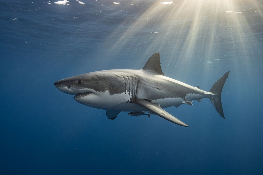 Great white shark in the open ocean