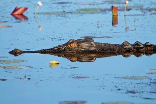 Saltwater crocodile hiding underwater