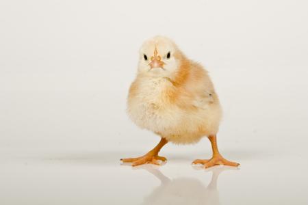 Brown chick