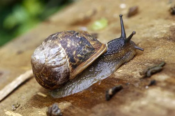 A garden snail crawling along a surface in summer