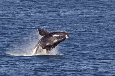 Southern Right Whale (Eubalaena australis)