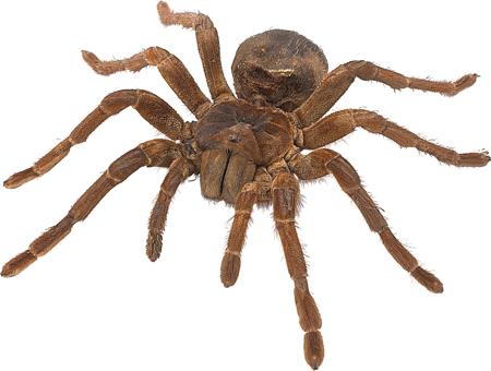 A large Goliath birdeater tarantula showing its massive body and hairy legs