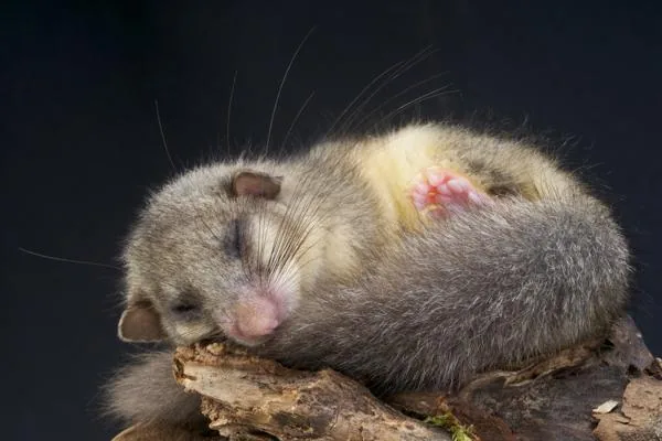 A dormouse curled in a tight sleeping ball in its nest