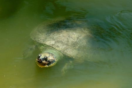 Giant Amazonian river turtle