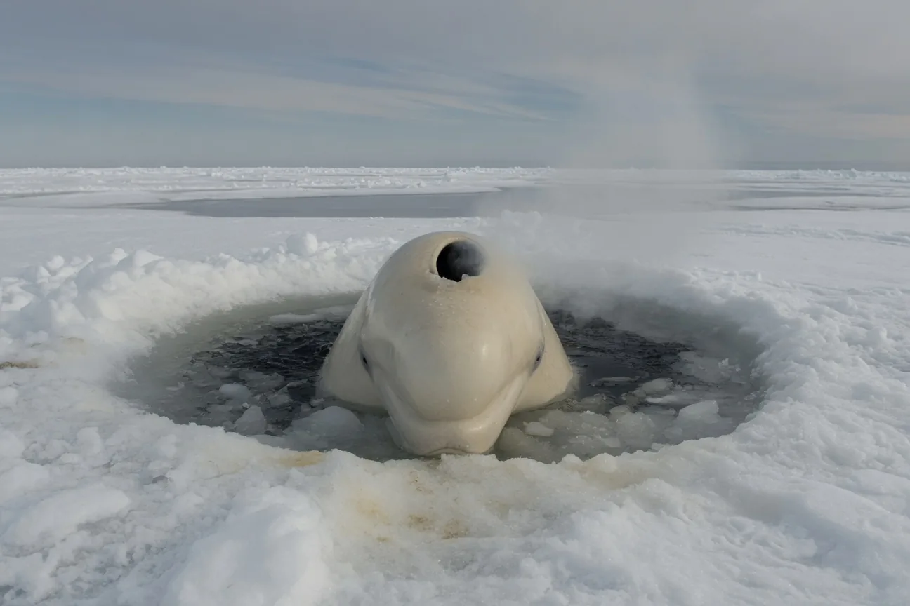 A beluga whale surfacing at an Arctic ice hole, blowhole open to breathe