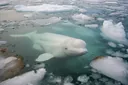 Beluga Whale Adaptations for Almost Everything are Totally Awing!