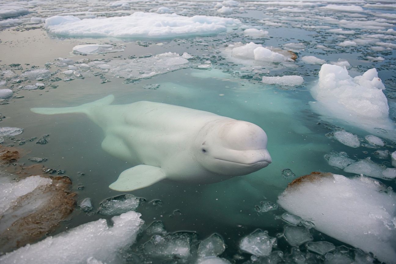 A white beluga whale swims through icy water surrounded by floating ice chunks.