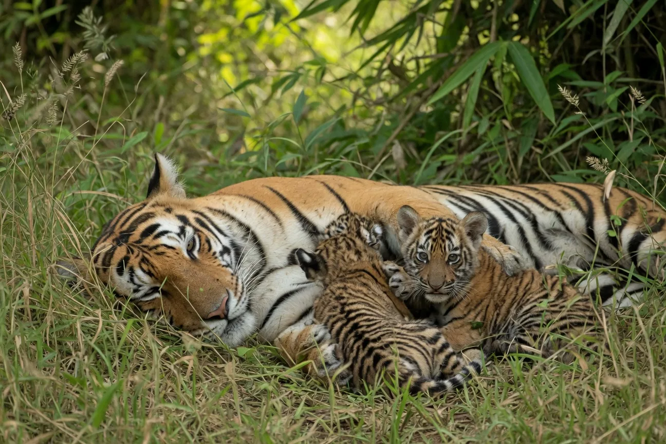 A Bengal tigress lying in tall grass with two small cubs nuzzling against her side