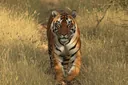 Facts About the Bengal Tiger That Will Leave You Flabbergasted