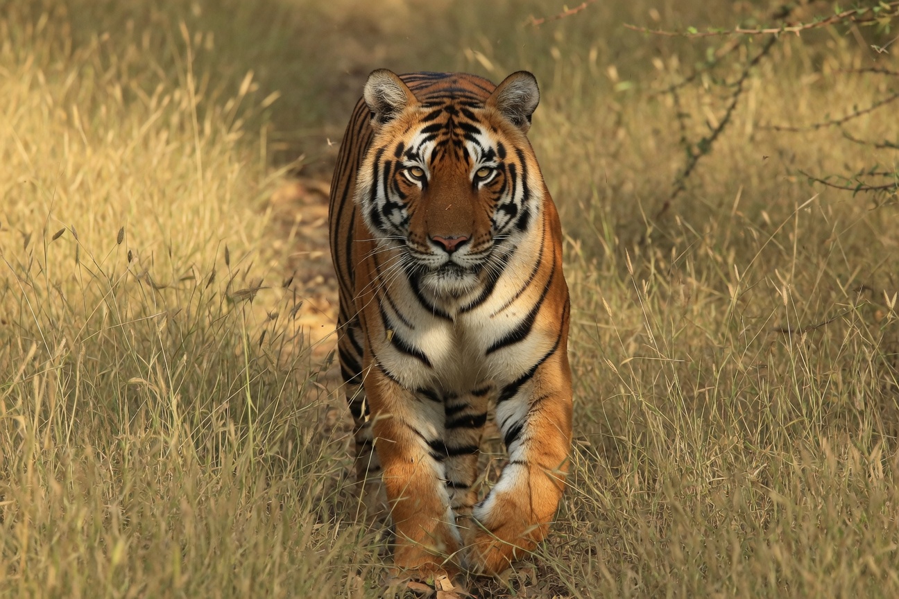 A Bengal tiger walks through tall, dry grass towards the camera.