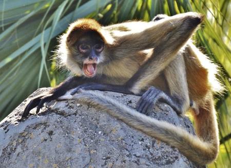 Angry spider monkey in rainforest trees