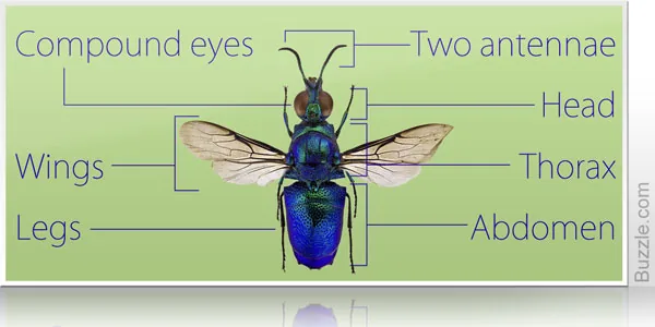 Diagram showing insect anatomy features on a butterfly