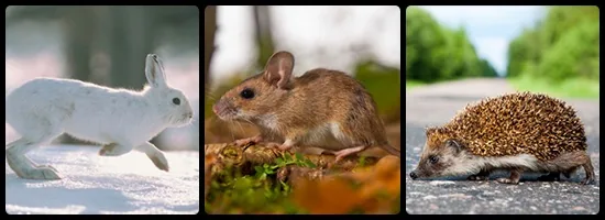 European rabbit, wood mouse and European hedgehog of Monaco