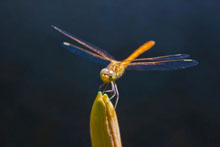 Dragonfly perched on a flower bud