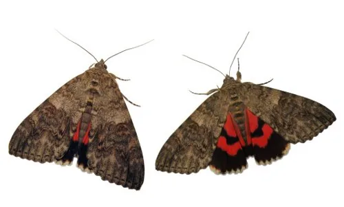Red underwing moth flashing its bright rear wings