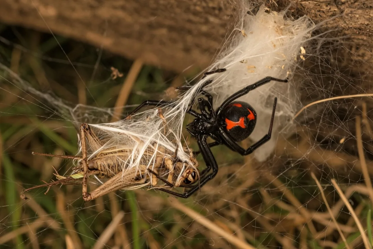 A black widow spider wrapping prey in silk threads after injecting venom
