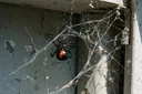 Unexpectedly Shocking Facts About Black Widow Spiders