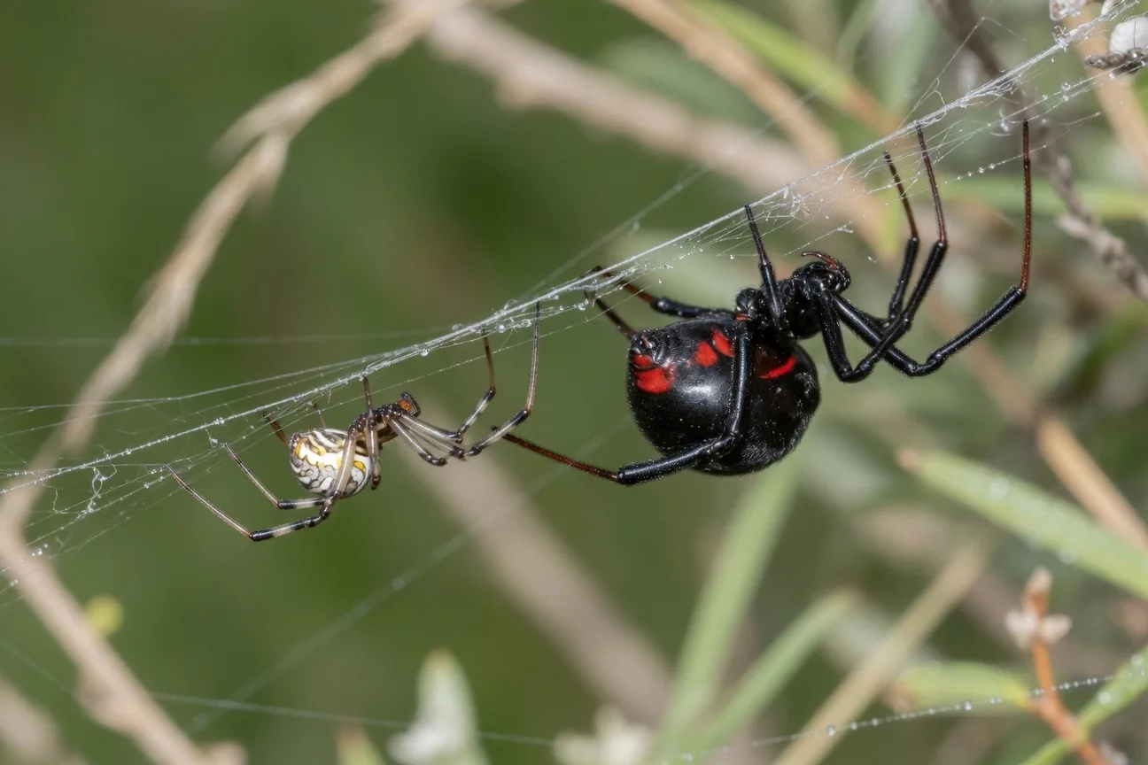 Male and female black widow spiders side by side: small male with white markings, large black female