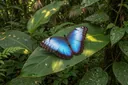 Blue Morpho Butterfly Adaptations