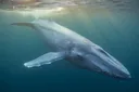 Blue Whale Facts: Size, Diet & Life of the Ocean's Gentle Giant