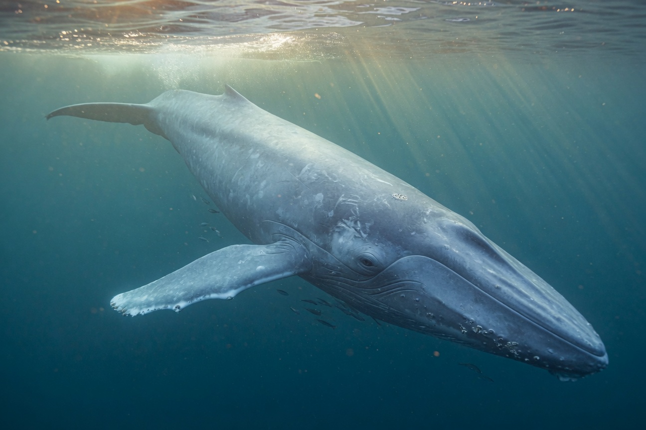A large blue whale swims underwater near the surface with sunlight filtering through the water.