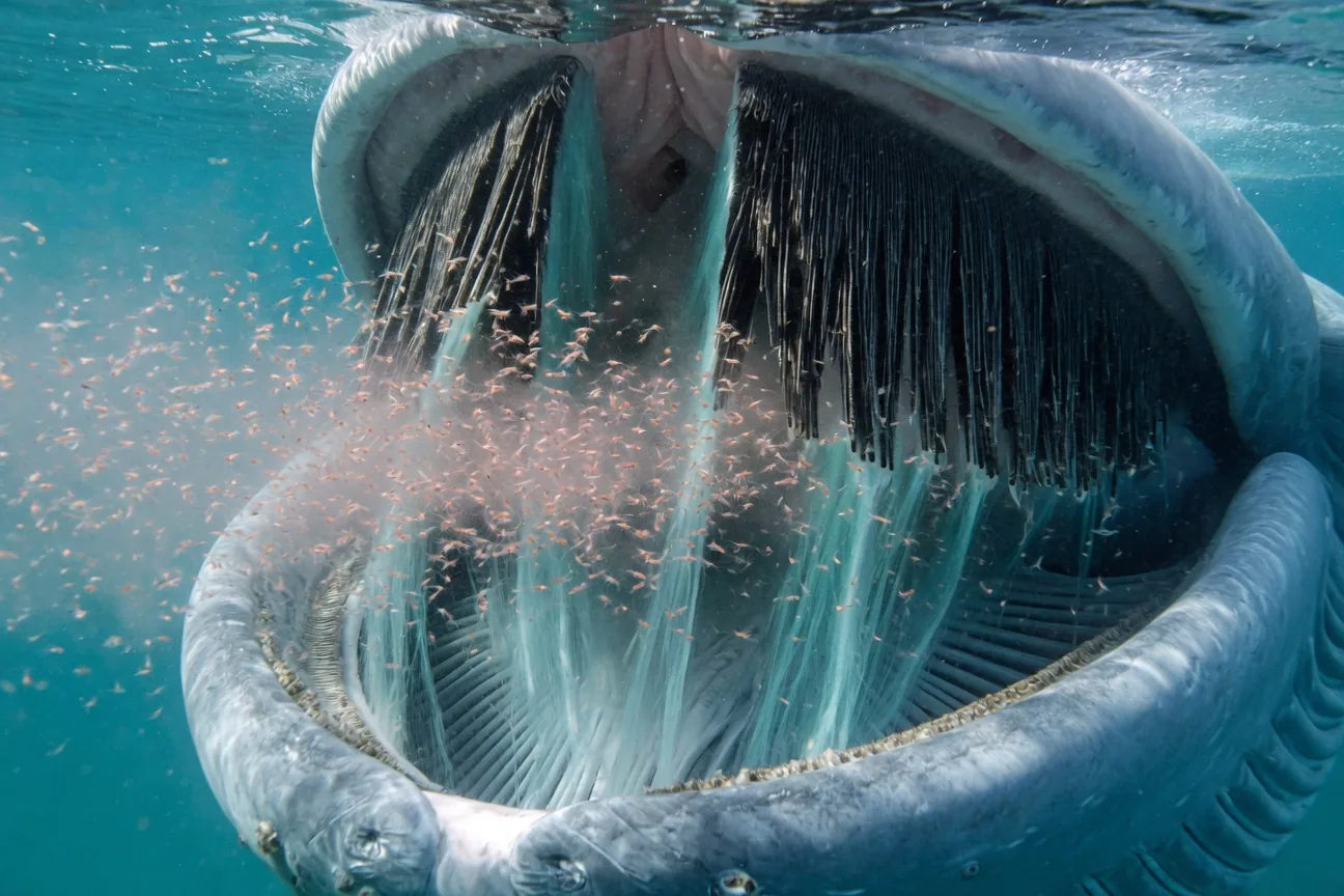 Close-up of blue whale baleen plates inside open mouth, filtering krill from seawater